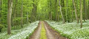 Panorama, hiking trail through the ramson (Allium ursinum) in the beech forest