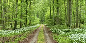 Panorama, hiking trail through the ramson (Allium ursinum) in the beech forest