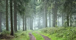 Panorama, Hiking trail through spruce forest with morning fog
