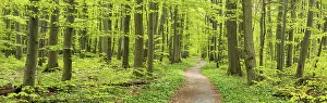 Panorama, hiking trail winding through semi-natural beech forest in spring