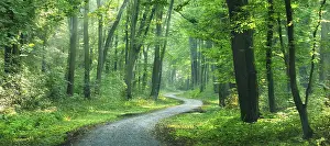 Panorama, hiking trail winds through light-flooded forest