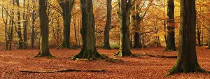 Panorama, huge old beech trees in the Hutewald forest in autumn in full autumn colour