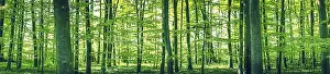 Panorama landscape of a beech forest in the spring