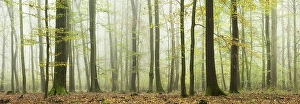 Panorama, mixed deciduous forest in autumn with fog