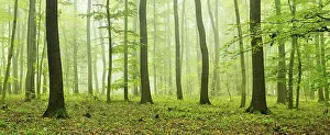 Panorama, near-natural mixed forest