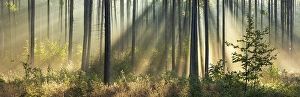 Panorama, Pine forest in the light of the morning sun