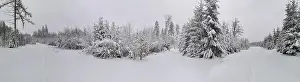 Panorama of a snow-covered winter forest with thick trees and a quiet atmosphere