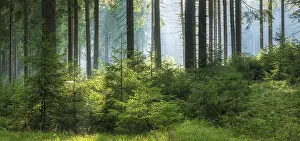 Category Forests Prints: Panorama, spruce forest with natural regeneration
