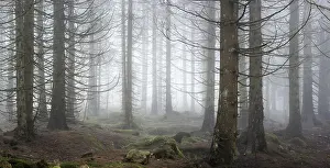 Panorama, spruce forest, thick fog