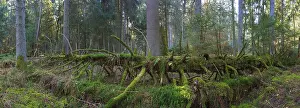 Panoramic view of a spruce forest