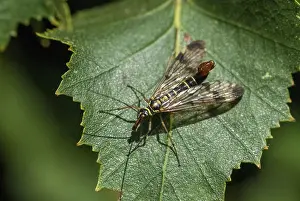 Panorpa spec. beaked flies, scorpionfly spec