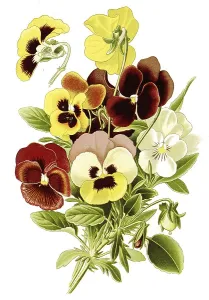Pansy, heartsease (Viola tricolor)