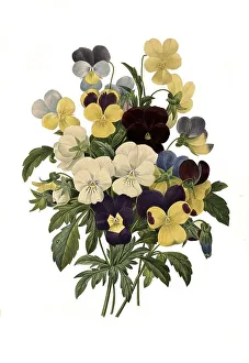 Pansy (Viola wittrockiana), digital reproduction of an original from the 18th century