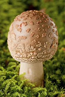 Panther cap mushroom (Amanita pantherina)