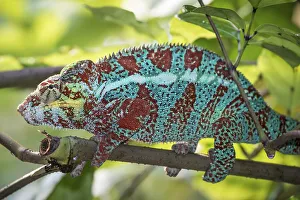Panther Chameleon (Furcifer pardalis)