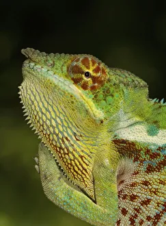 Panther Chameleon (Furcifer pardalis)