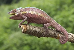 Panther chameleon (Furcifer pardalis)