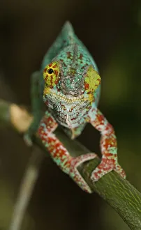 Panther chameleon (Furcifer pardalis)
