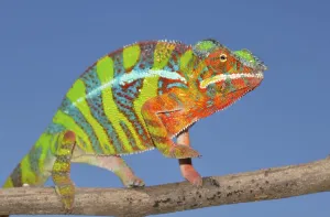 Panther Chameleon (Furcifer pardalis)