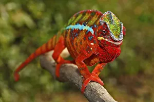 Panther Chameleon (Furcifer pardalis)