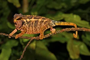 Panther Chameleon (Furcifer pardalis)