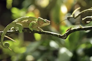 Panther Chameleon (Furcifer pardalis)