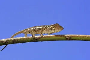 Panther Chameleon (Furcifer pardalis)
