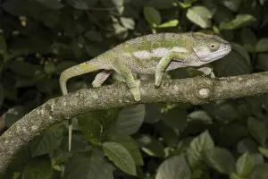 Panther Chameleon (Furcifer pardalis)