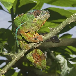 Panther Chameleon (Furcifer pardalis)