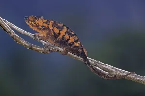 Panther Chameleon (Furcifer pardalis)