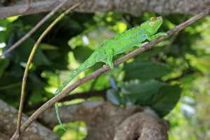 Panther Chameleon (Furcifer pardalis)