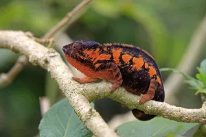 Panther Chameleon (Furcifer pardalis)