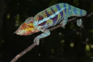 Panther chameleon (Furcifer pardalis)