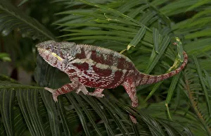 Panther Chameleon (Furcifer pardalis)
