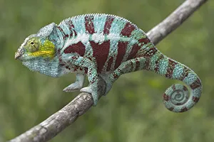 Panther Chameleon (Furcifer pardalis)