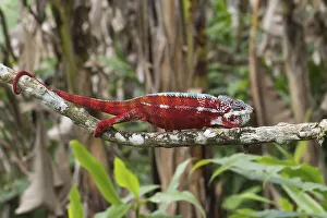 Panther chameleon (Furcifer pardalis)