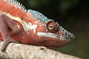 Panther chameleon (Furcifer pardalis)