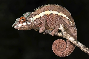 Panther chameleon (Furcifer Pardalis)
