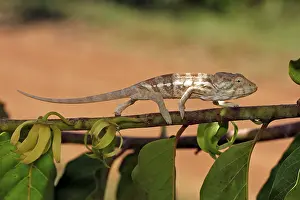 Panther Chameleon (Furcifer pardalis)