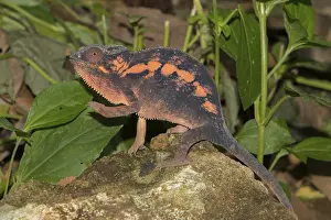 Panther chameleon (Furcifer pardalis)