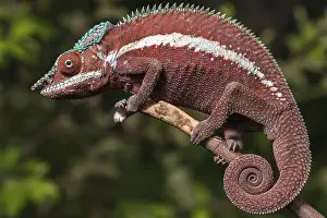 Panther chameleon (Furcifer pardalis)