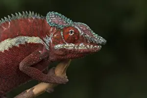 Panther chameleon (Furcifer pardalis)