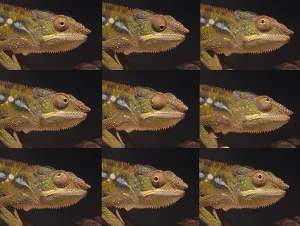 Panther Chameleon (furcifer pardalis)