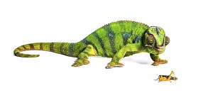Panther chameleon, Furcifer pardalis