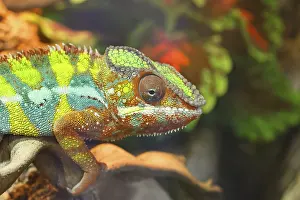Panther chameleon (Furcifer pardalis)