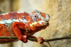 Panther chameleon (Furcifer pardalis) on a branch