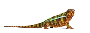 Panther chameleon, Furcifer pardalis against white background