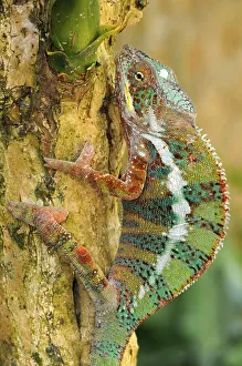 Panther Chameleons (Furcifer pardalis)