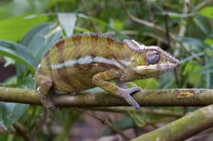 Panther Chamelion (Furcifer pardalis)