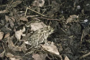 Panther Toad (Bufo regularis) on moist ground and dead leaves